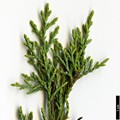 SpeciesSub: var. sperryi